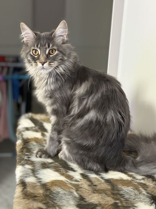 МейнКун девочка