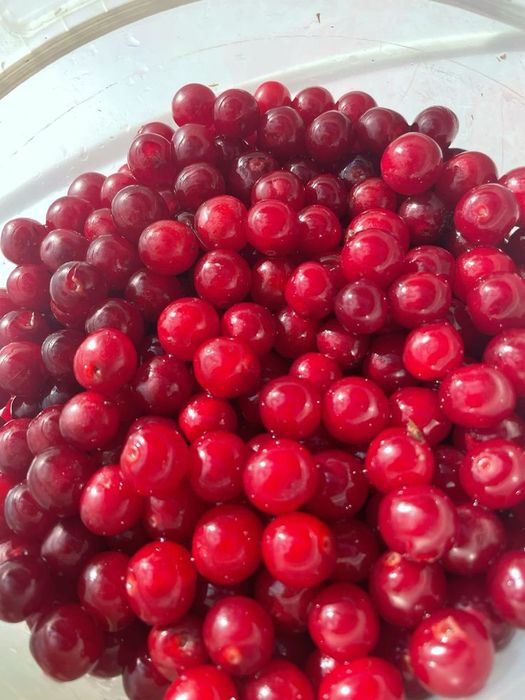 Продаю клюкву лісову та канадську.