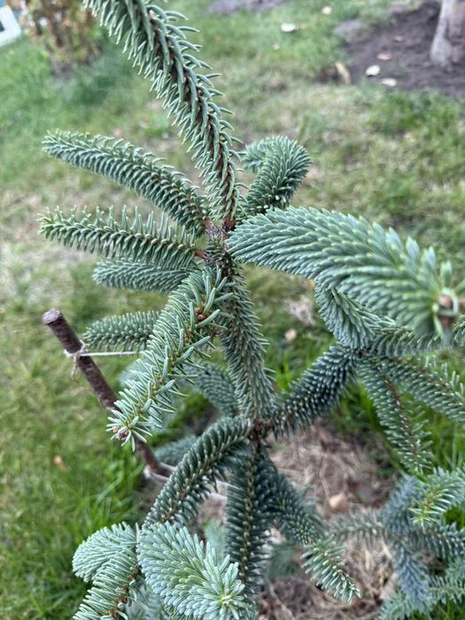 Пихта Келерис 80 см