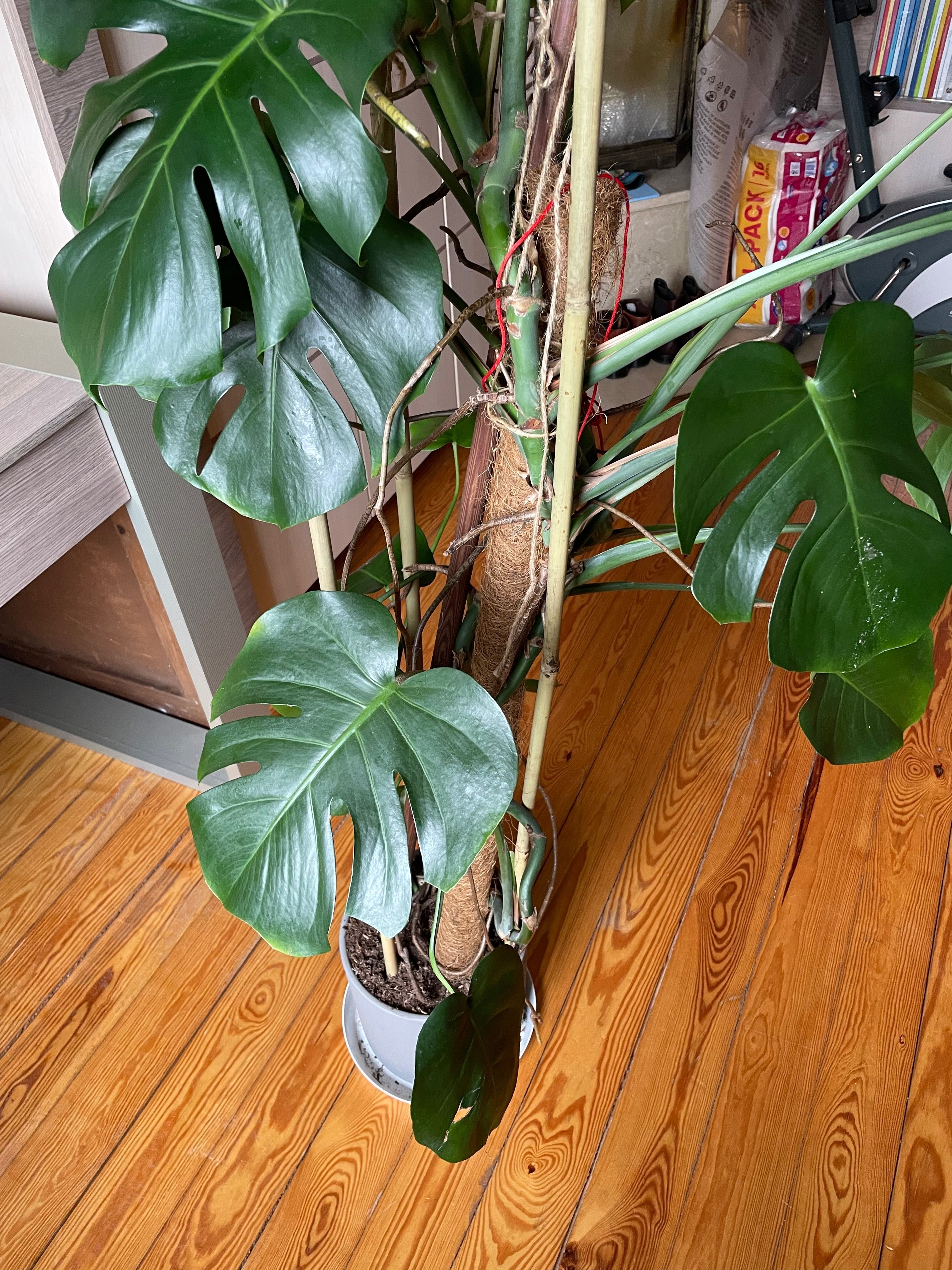 Duża monstera w doniczce