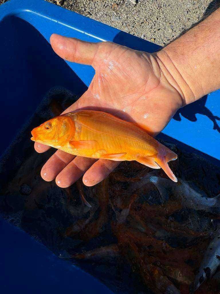 Karp Koi Narybek Karpia Koi Japoński