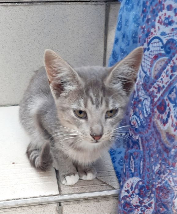 Віддам КОТИКА та Кішечку