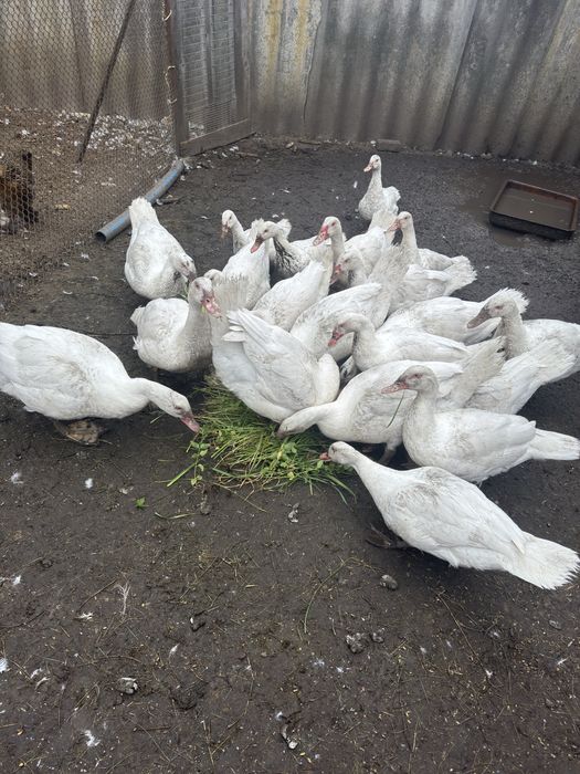 Продам мускусних качок