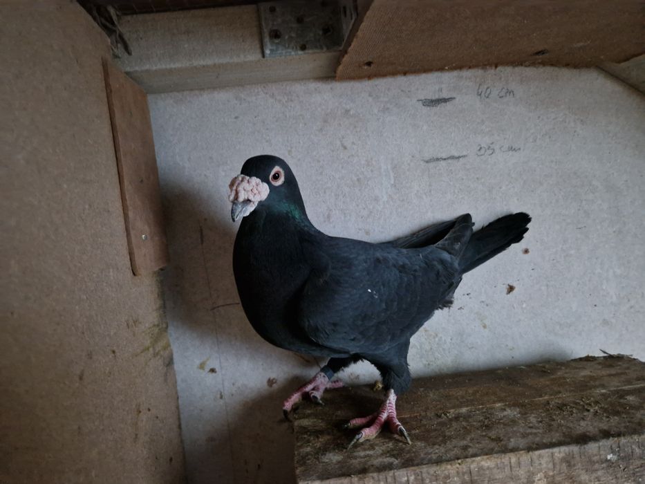 Gołąb staropolski samiec 24