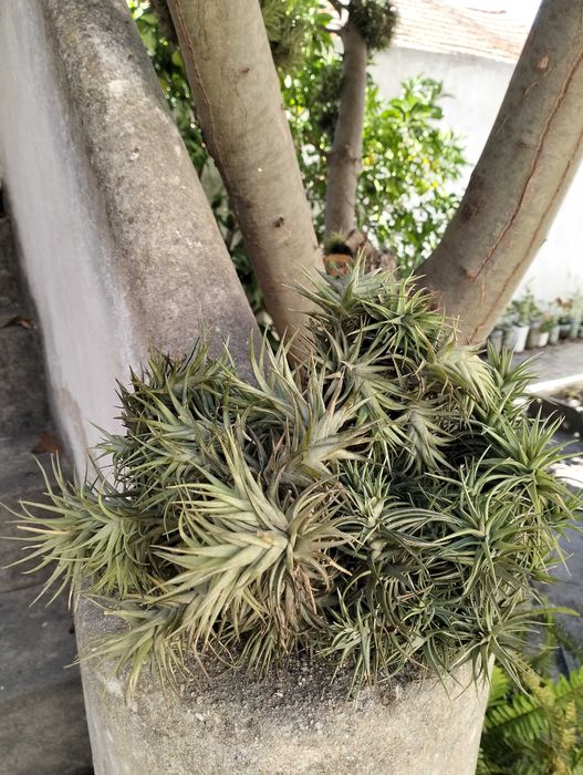 Planta Tillandsia