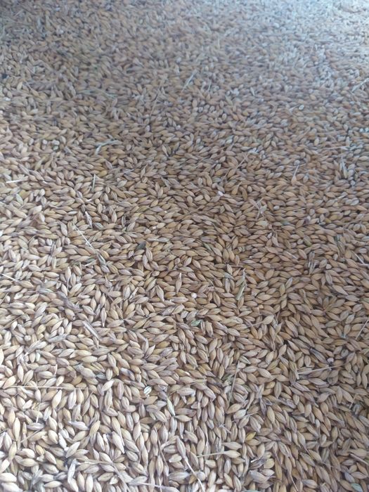 Jęczmień ozimy Aleksandra i Jakubus po centrali kwalifikacie