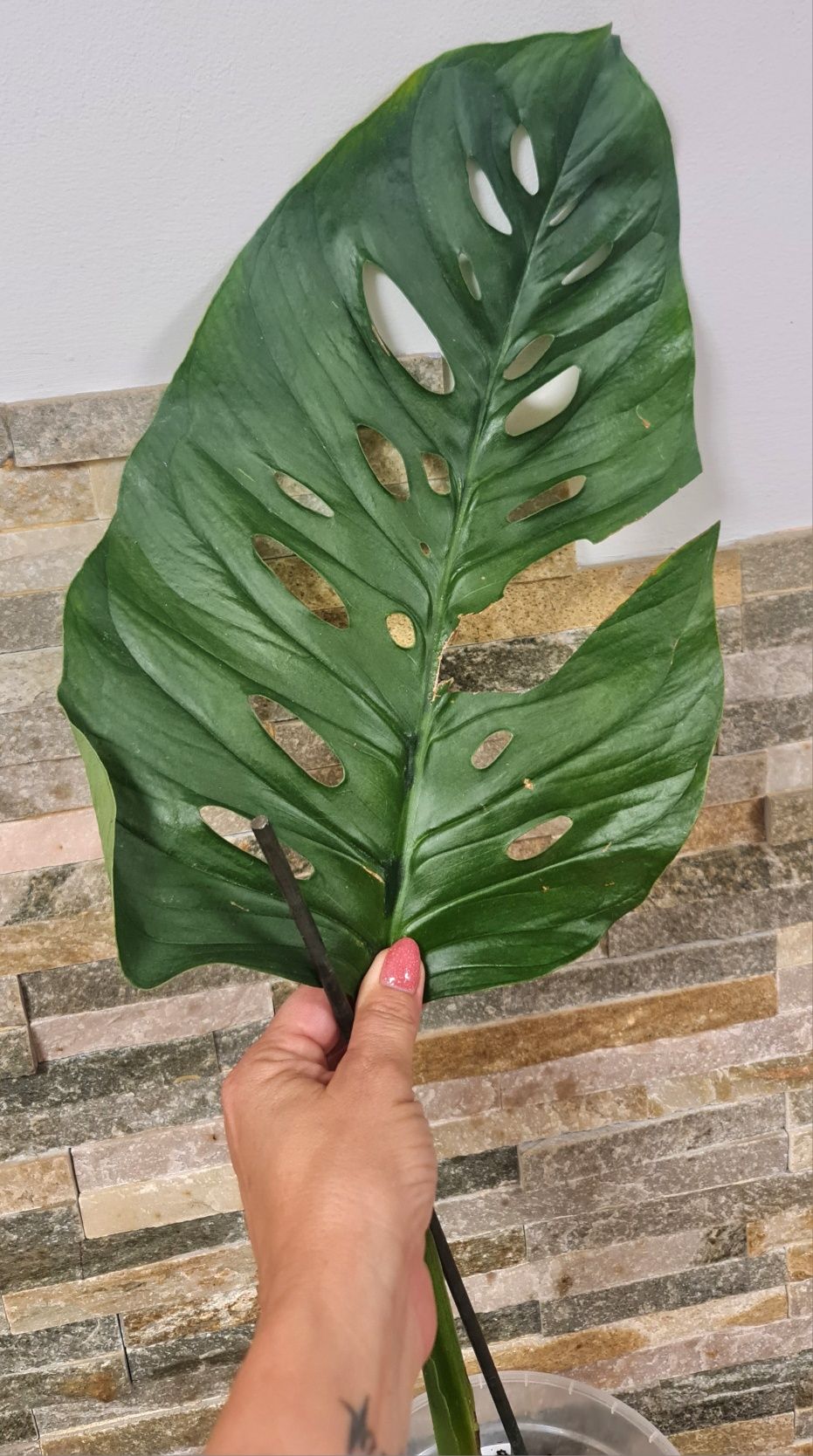 Monstera Lechleriana noid,ogromna pędówka