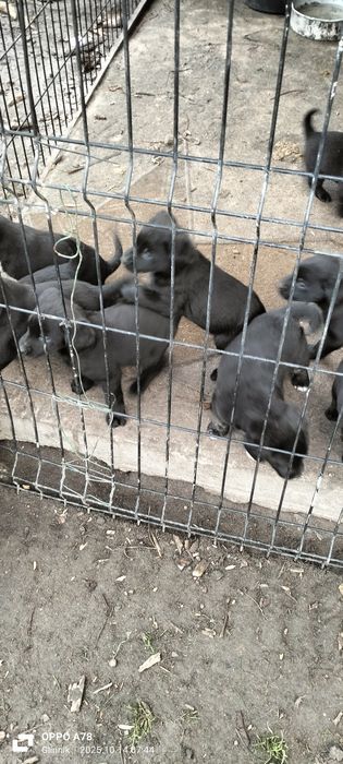 Pieski i suczki matka labrador