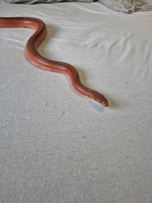 Wąż zbożowy z terrarium. Piękne barwy Blood red pied.