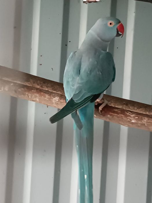 Samica papuga Aleksandretta Obroża