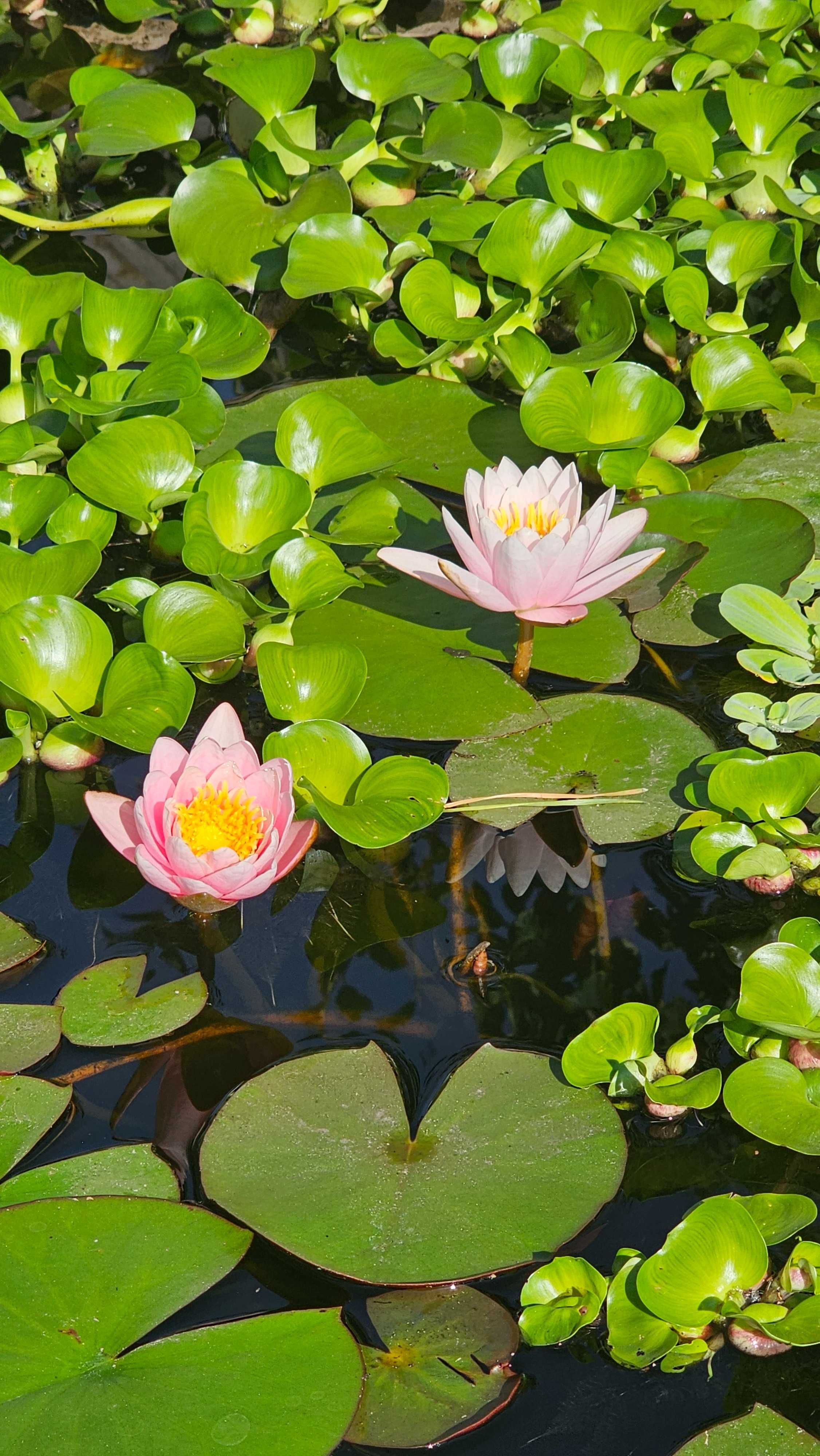 Продам водні рослини: німфею  "Marlacea Rosea", Ейхорнію,  Пістію.