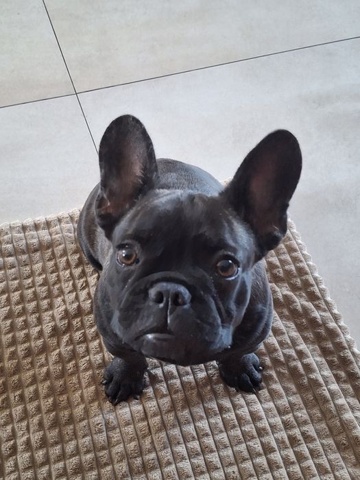 Buldog Francuski szczenię suczka