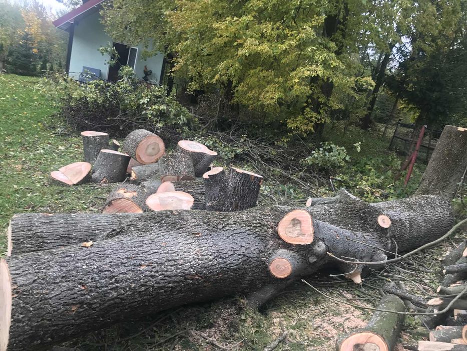 Pień jesionu – kłoda z drzewa jesion