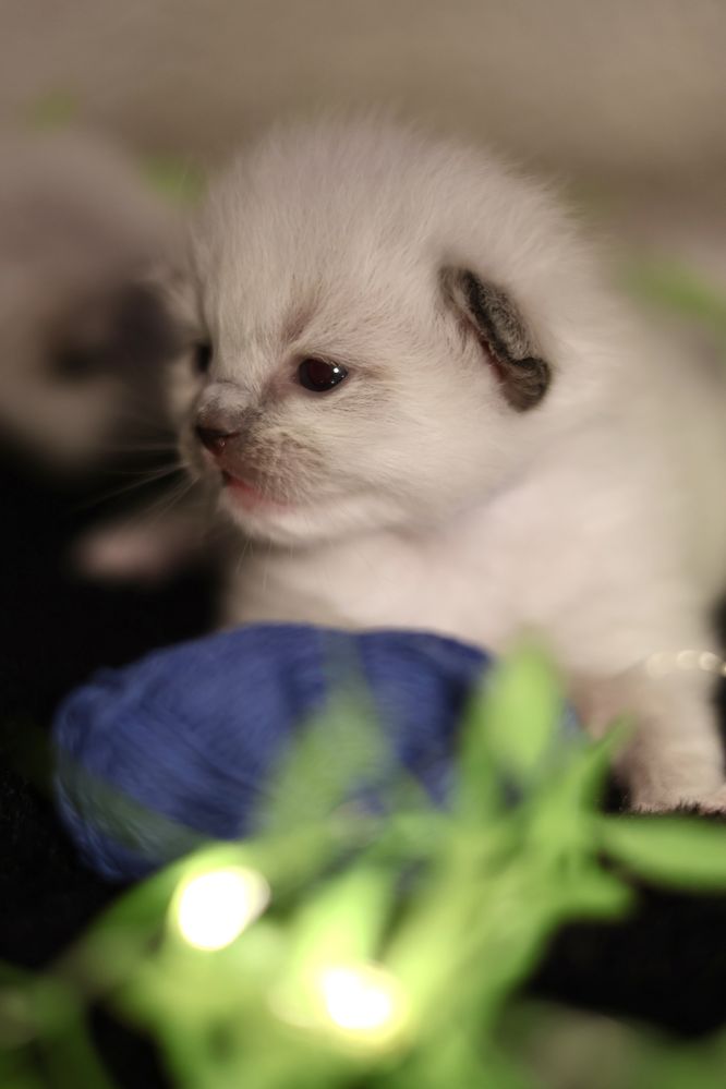 Ragdoll najlepszy twoj przyjaciel