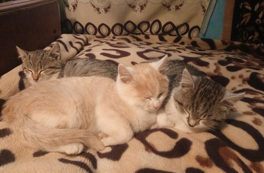 Віддамо котенят у добрі руки