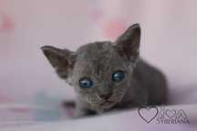 Niebieska koteczka Devon rex