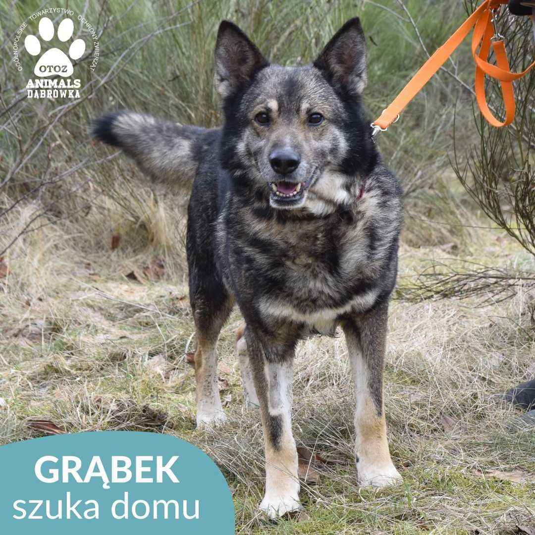 Grąbek szuka nowego domu!