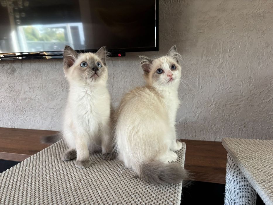 Ragdoll Felinoterapia Piękny Kot FIFE FPL
