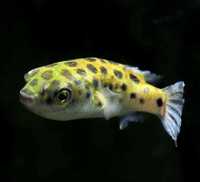 GB (Tetraodon nigroviridis) Kolcobrzuch zielony - dostawa ryb!