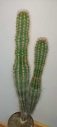 Duży Kaktus kaktusy rośliny domowe roślina