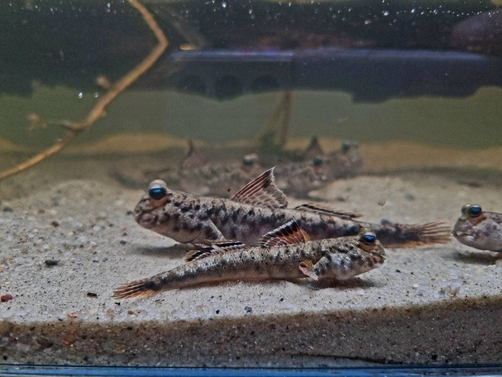 Poskoczek mułowy/ mułoskoczki (ryby) Periophthalmus chrysospilos