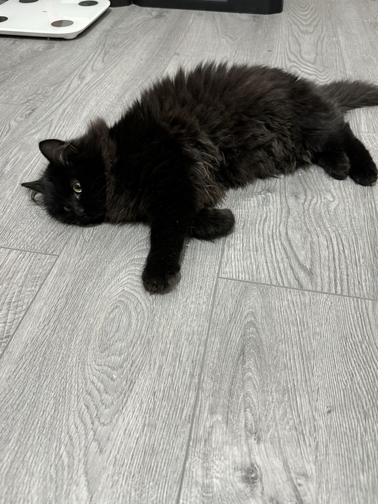 Котенята в добрі руки