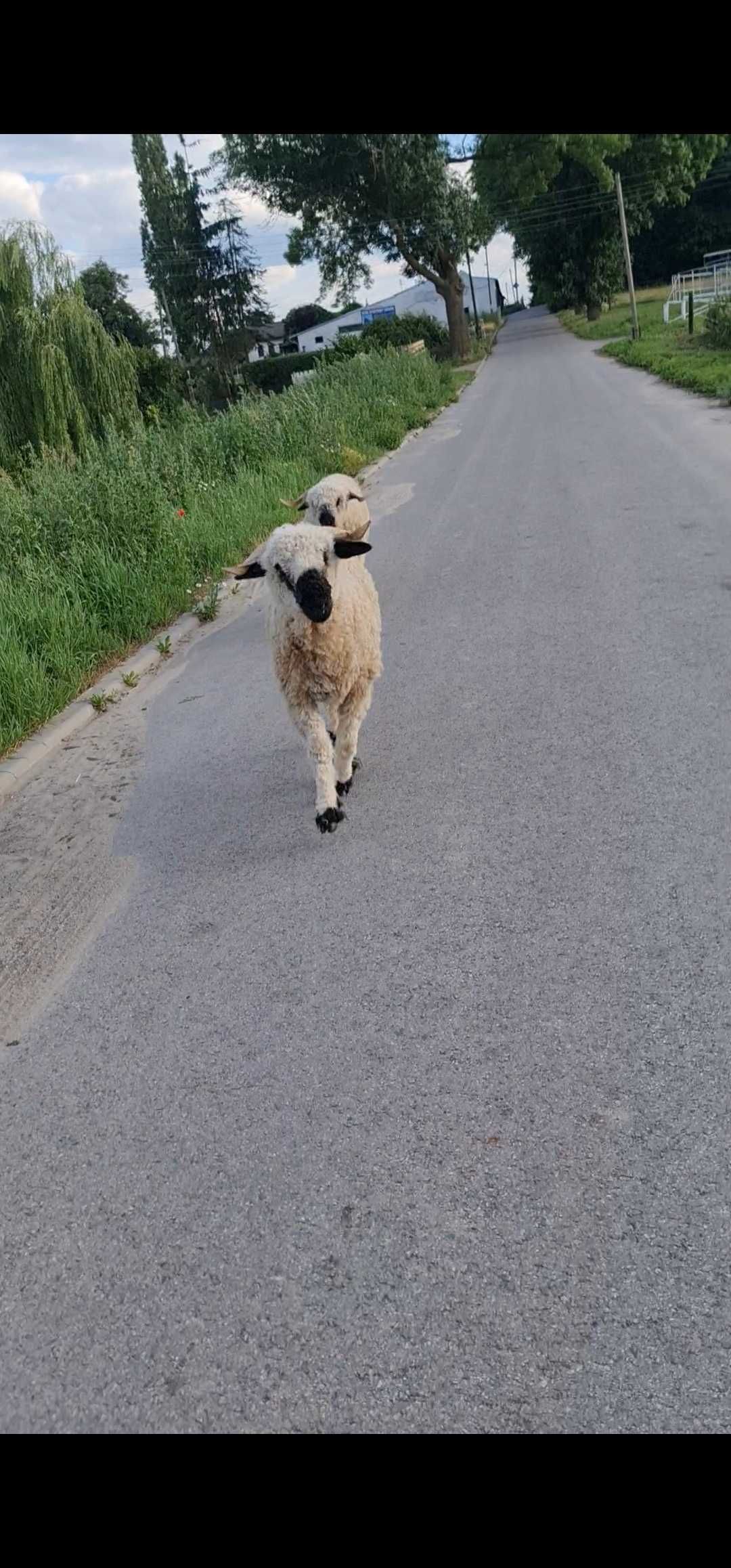 owce walizerskie cena za 2 sztuki