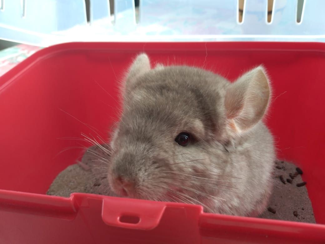 Witam sprzedam szynszyla chinchilla beżowa beżowy w wieku 3,5 miesiąca