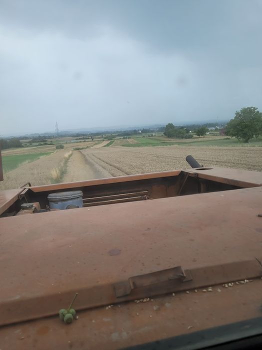 Pszenica ozima Wąsatka Sacramento