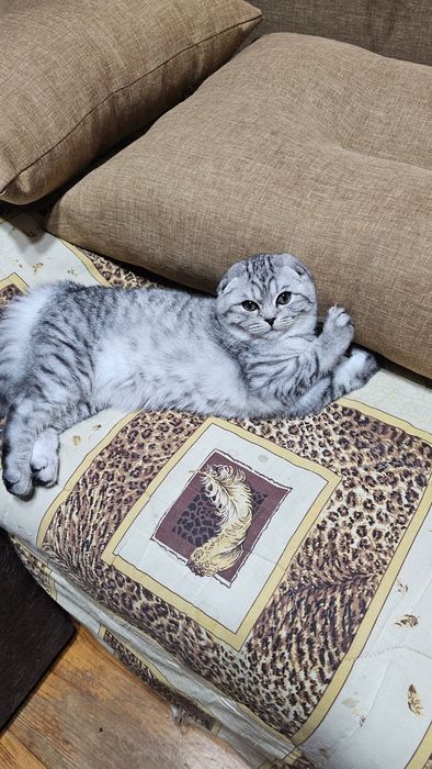 Шотландські кошенята