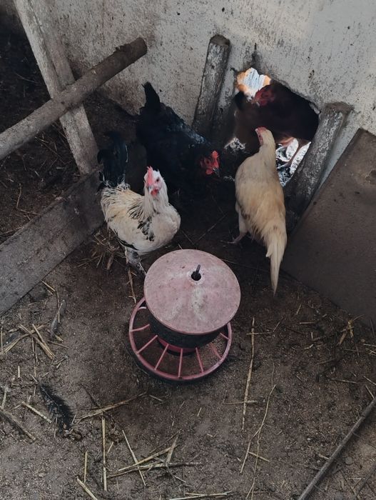 Młode koguty tegoroczne mieszańce