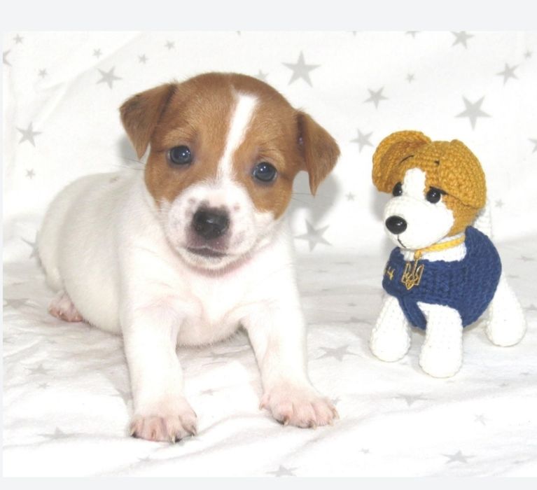 Джек Рассел терьер с документами клуба КСУ