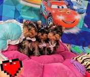 Yorkshire terrier