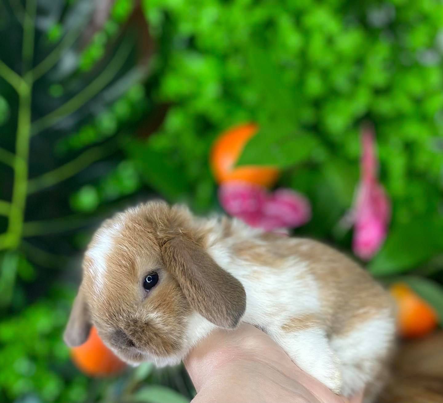 Mini lop zarejestrowana hodowla