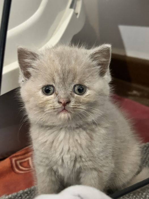 Kocię Brytyjskie, Kot Brytyjski - do rezerwacji