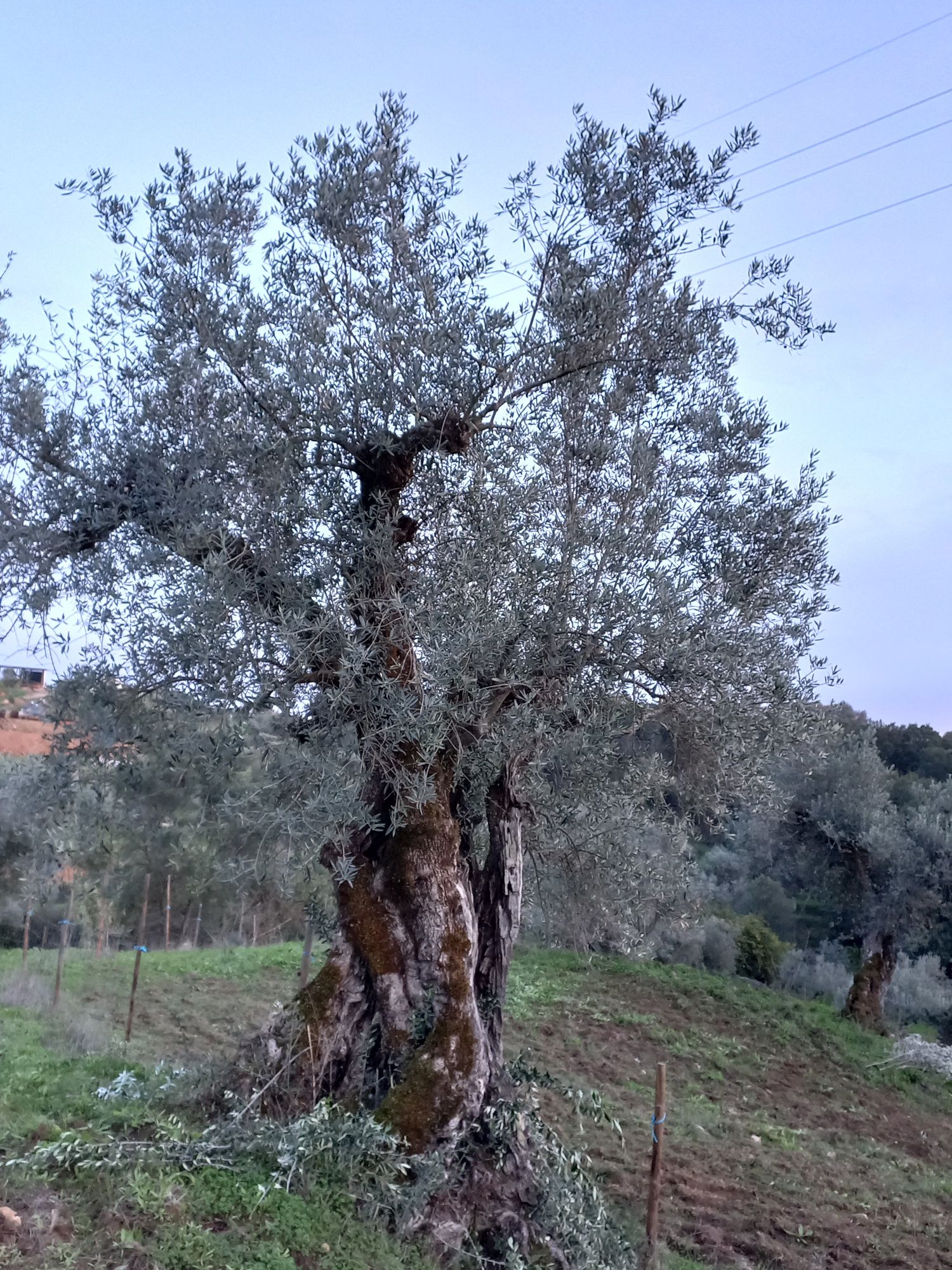 Oliveiras galegas milenares