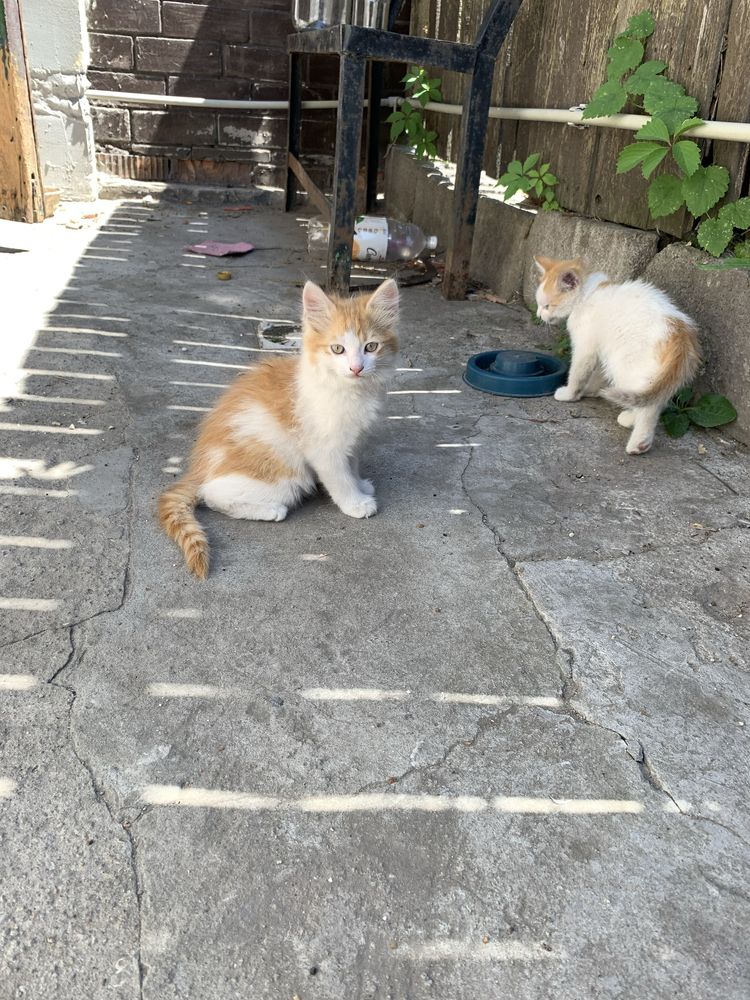 Отдам котят в хорошие руки