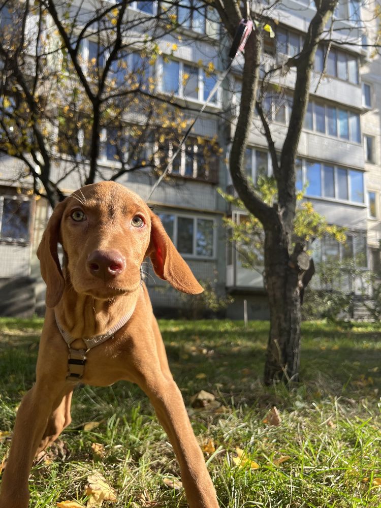 Венгерская выжла