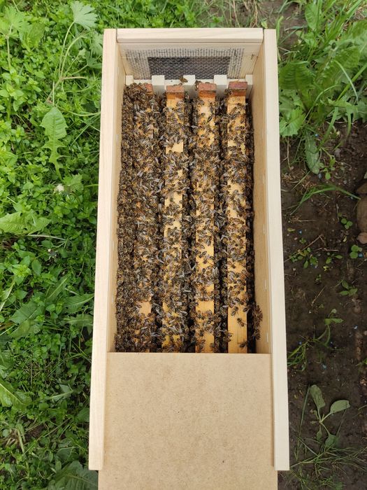Бджолопакети ПРОДАЮ (матки 2025р.)