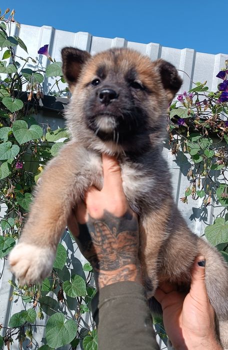 Хлопчик акіта! Продаж