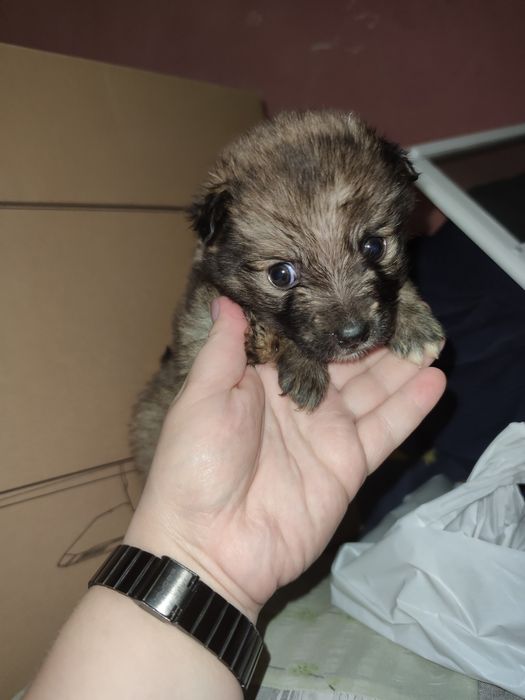 Дівчинка, буде маленька, 1,5 м цуцик, щенок