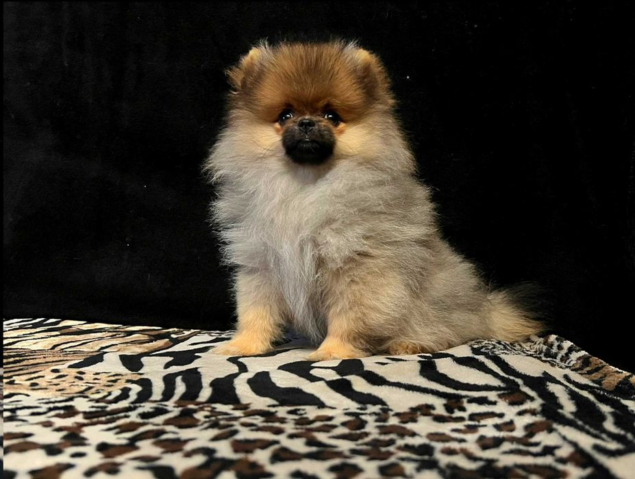 Szpic miniaturowy, Pomeranian - REZERWACJA