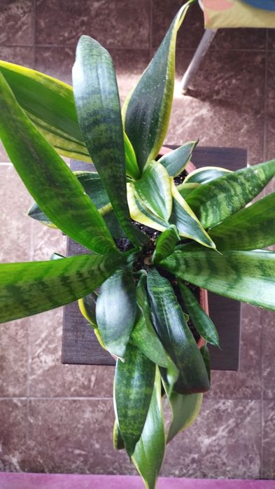 Продам сансевьерию