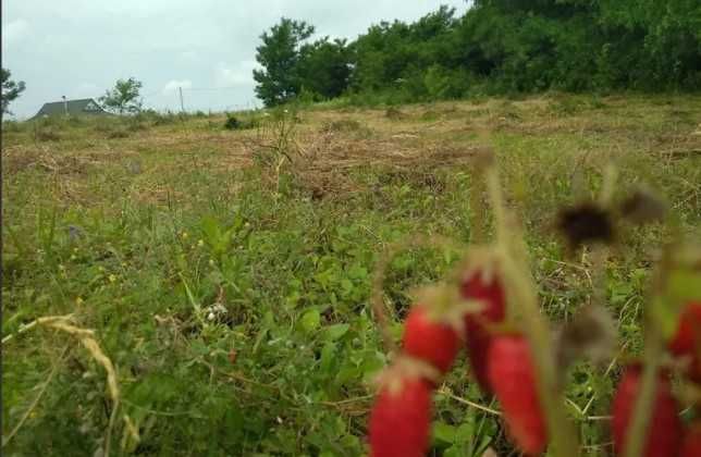 Ділянка село Лісові Гринівці