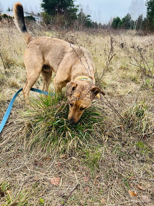 Roczny pies Arczi do adopcji