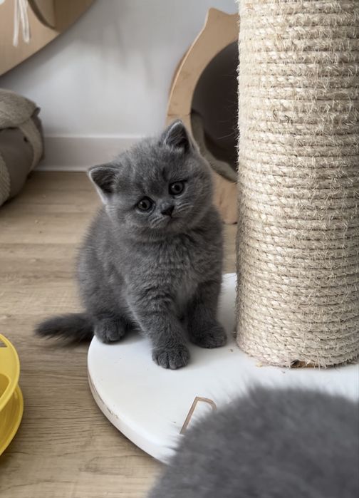 Czystej rasy kocurek brytyjski niebieski krotkowł  po utyt.  przodkach