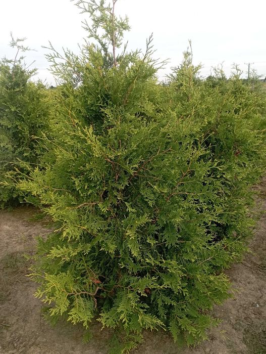 Tuja duże tuje aureospicata nie brabant szmaragd, dowóz