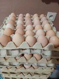 Продам Домашні Яйця по 5 гривнів