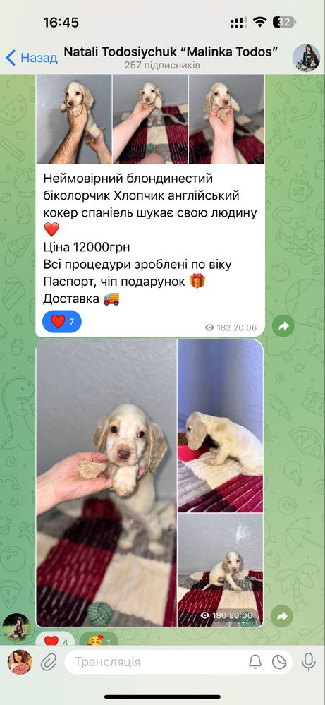 Кокер спаніелічка Дівчинка насичено руда