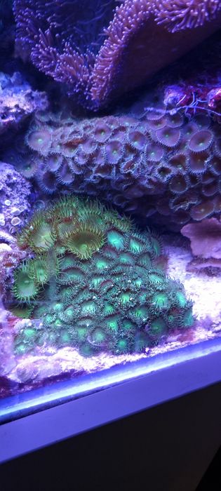 Akwarium morskie koralowce miękkie- zoanthus, sinularia, briareum